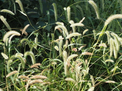 Setaria faberi