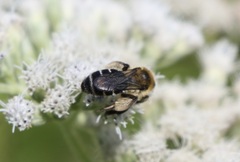 Andrena asteris