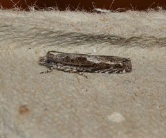 Holocola triangulana