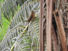 Sporophila angolensis