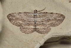 Psilosticha absorpta