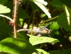 Dromogomphus spinosus