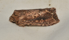 Dasygaster ligniplena