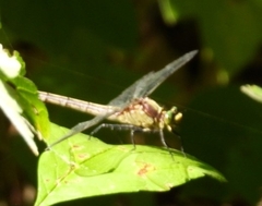 Dromogomphus spinosus