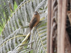 Sporophila angolensis