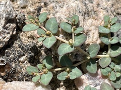 Euphorbia micromera