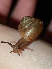 Bradybaena similaris