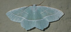 Campaea margaritaria