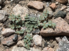 Euphorbia micromera