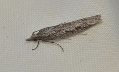 Hermenias rivulifera