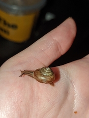 Bradybaena similaris