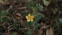 Malvastrum coromandelianum