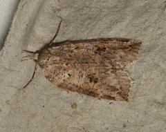 Neoteristis paraphanes