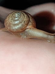 Bradybaena similaris