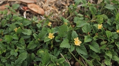 Malvastrum coromandelianum