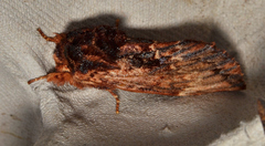 Sorama bicolor
