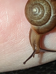 Bradybaena similaris