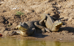 Caiman yacare