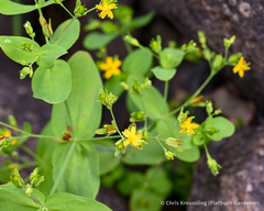 Hypericum mutilum
