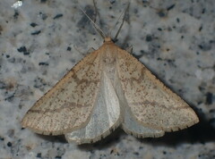Aspitates ochrearia
