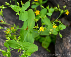 Hypericum mutilum