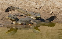 Caiman yacare