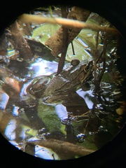 Lithobates vaillanti