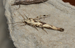 Stathmopoda melanochra