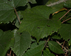 Vitis aestivalis