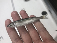 Coregonus artedi
