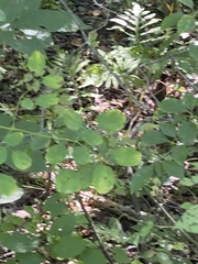 Thalictrum pubescens