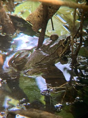 Lithobates vaillanti