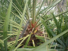 Chamaerops humilis argentea