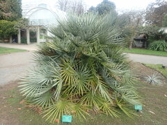 Chamaerops humilis argentea