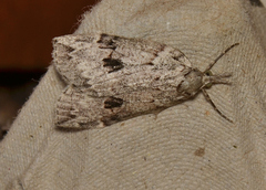 Neoteristis paraphanes