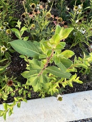 Spiraea alba
