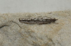 Hermenias rivulifera