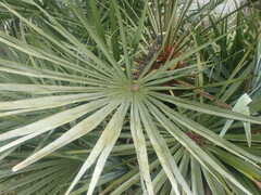Chamaerops humilis argentea