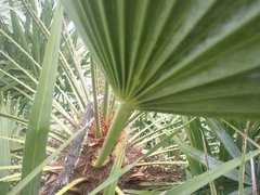 Chamaerops humilis argentea