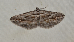 Chrysolarentia severata