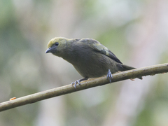 Thraupis palmarum
