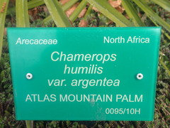 Chamaerops humilis argentea