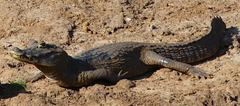 Caiman yacare