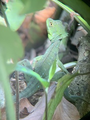 Basiliscus plumifrons