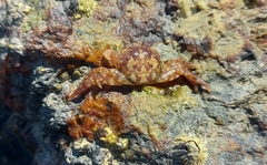 Hemigrapsus sanguineus