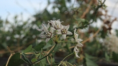 Funastrum cynanchoides