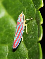 Graphocephala coccinea