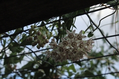 Funastrum cynanchoides