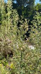 Erigeron