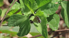 Chlorostrymon simaethis